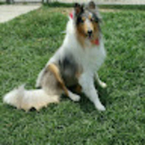 Meet your Posher, Collie